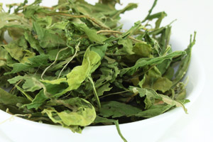Épazote